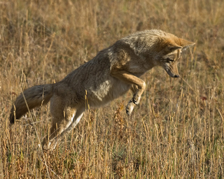 Illustration for article titled Wednesday Woof - Canis latrans Edition